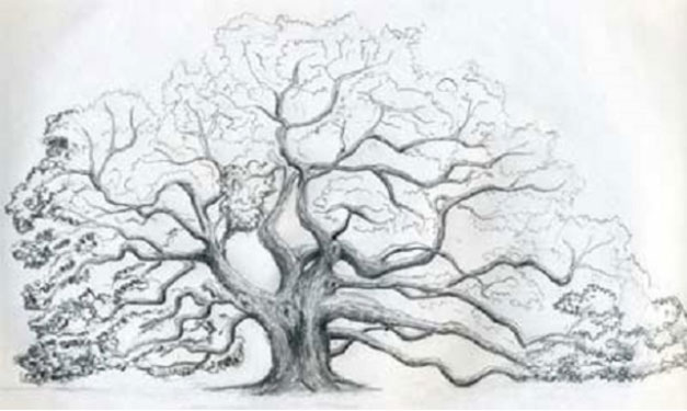 成都画室作业如何绘制橡树？（三）