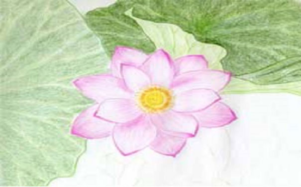 成都画室作品荷花